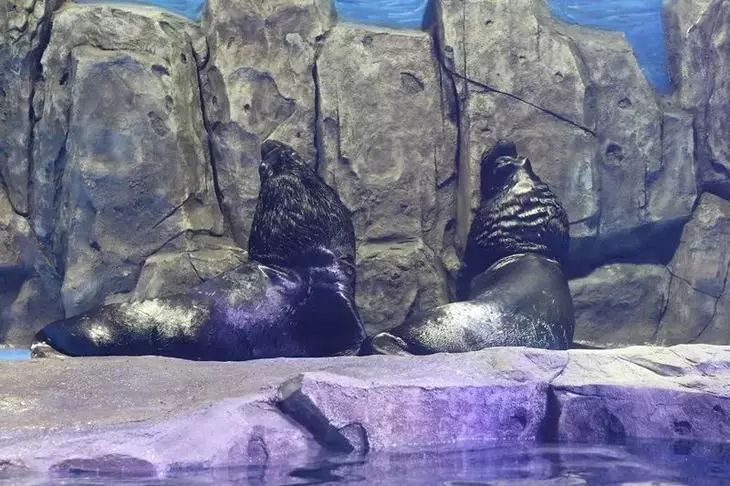 去看美人鱼咯，168元抢极地海洋世界一大一小超值套餐！