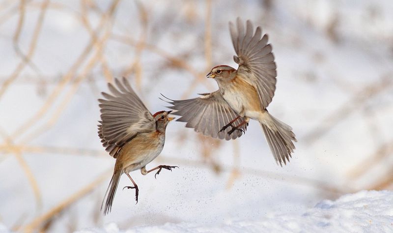 黄河入海口诗歌朗诵,黄河三角洲朗诵