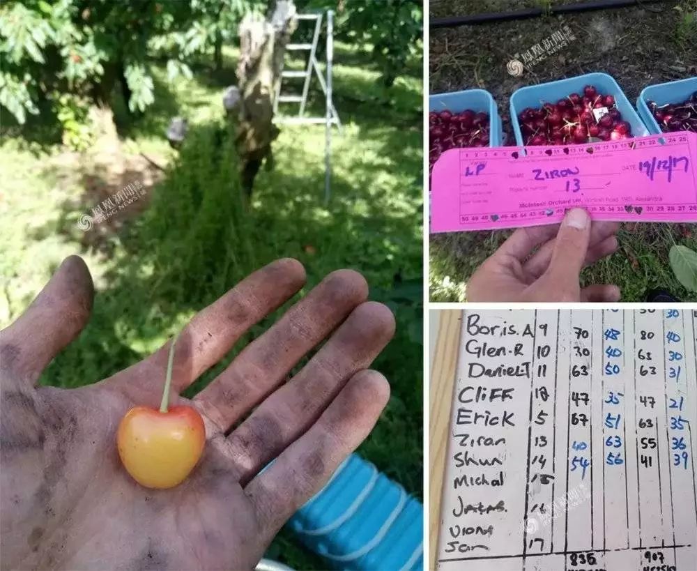 移民新西兰当工人,移民新西兰南部当农民