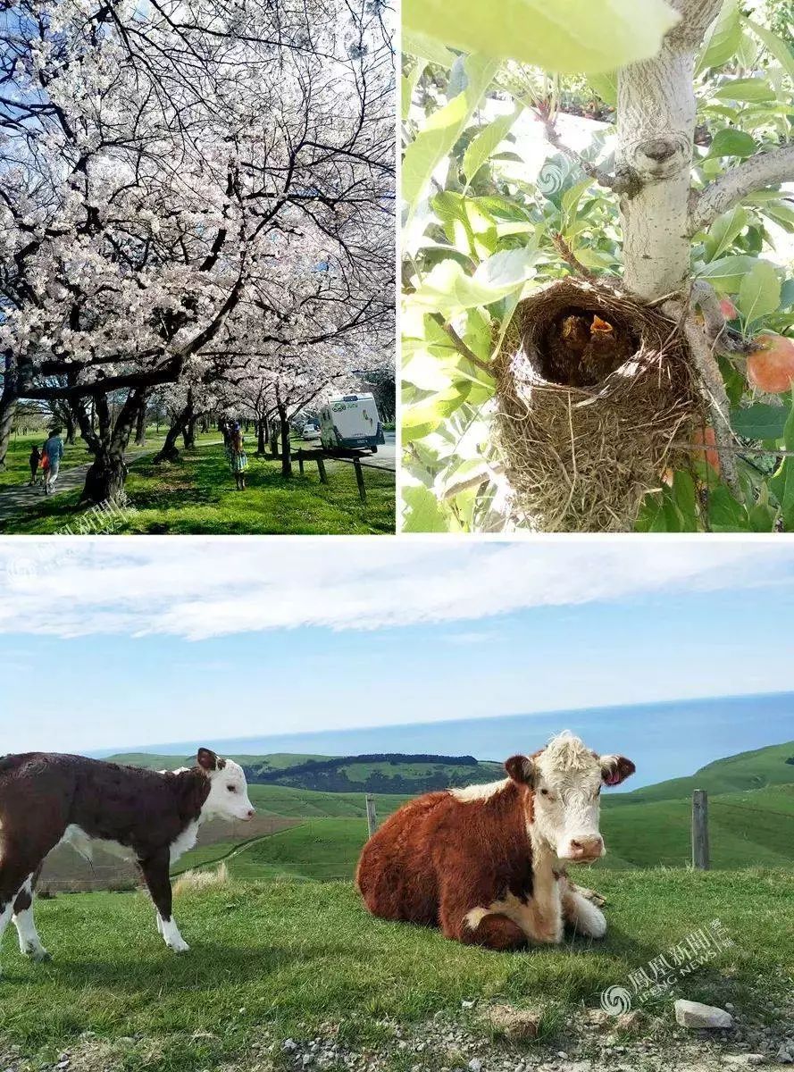 移民新西兰当工人,移民新西兰南部当农民