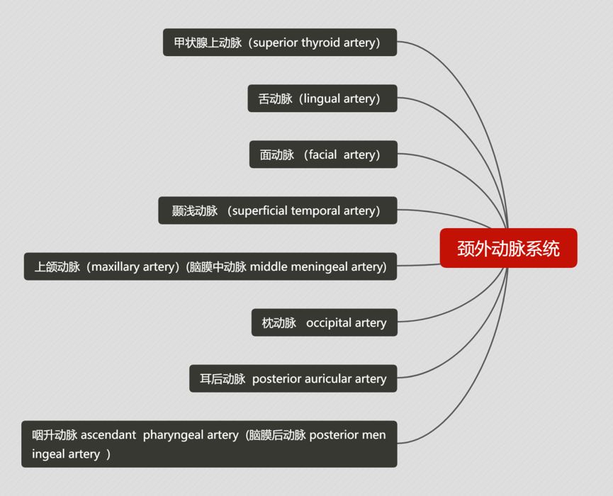 脑血管解剖与分段详解ppt,内科脑血管疾病思维导图