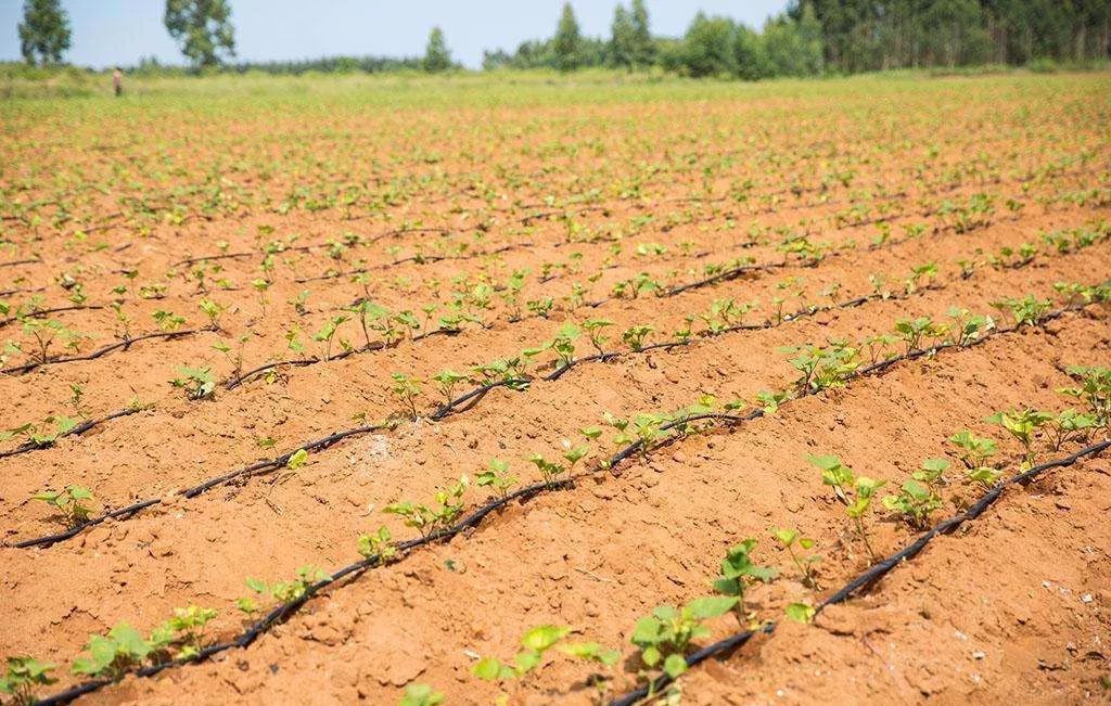 滴灌堵了眼怎么办,滴灌堵住了