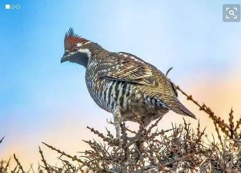 花尾榛鸡珍贵,雉鸡经济价值