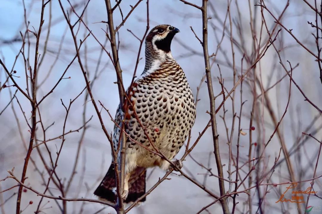 花尾榛鸡珍贵,雉鸡经济价值