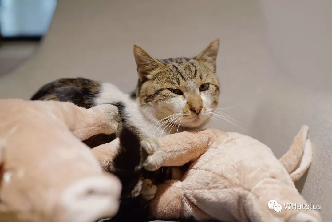 武汉东湖小白民宿,武汉森林玻璃房民宿