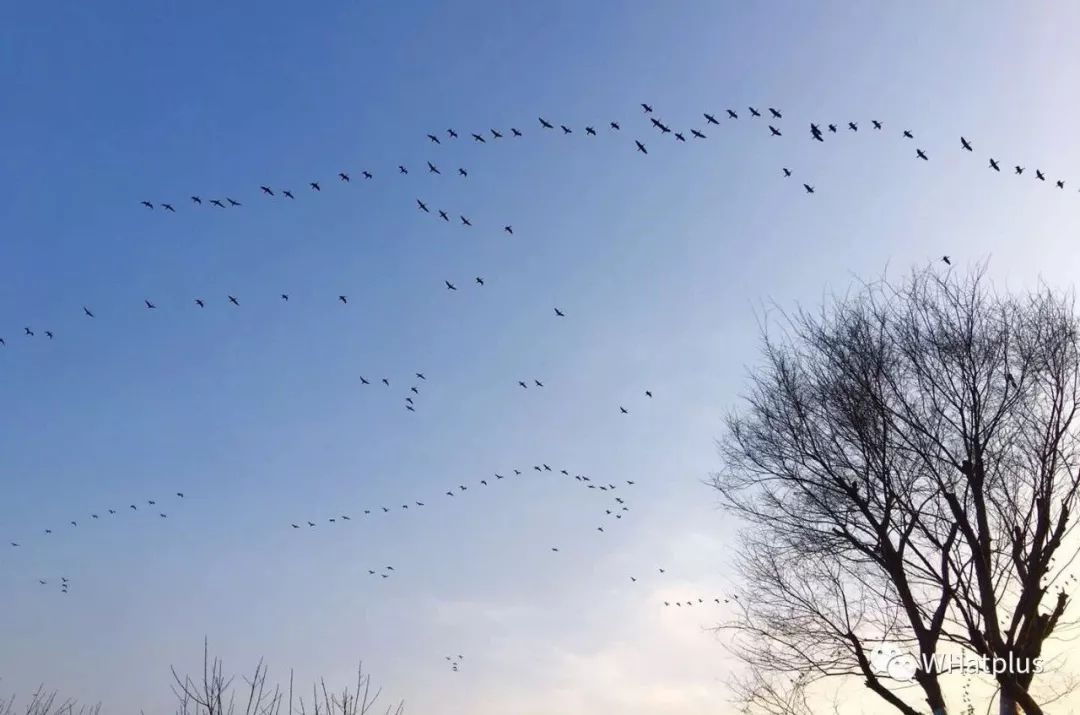 武汉东湖小白民宿,武汉森林玻璃房民宿