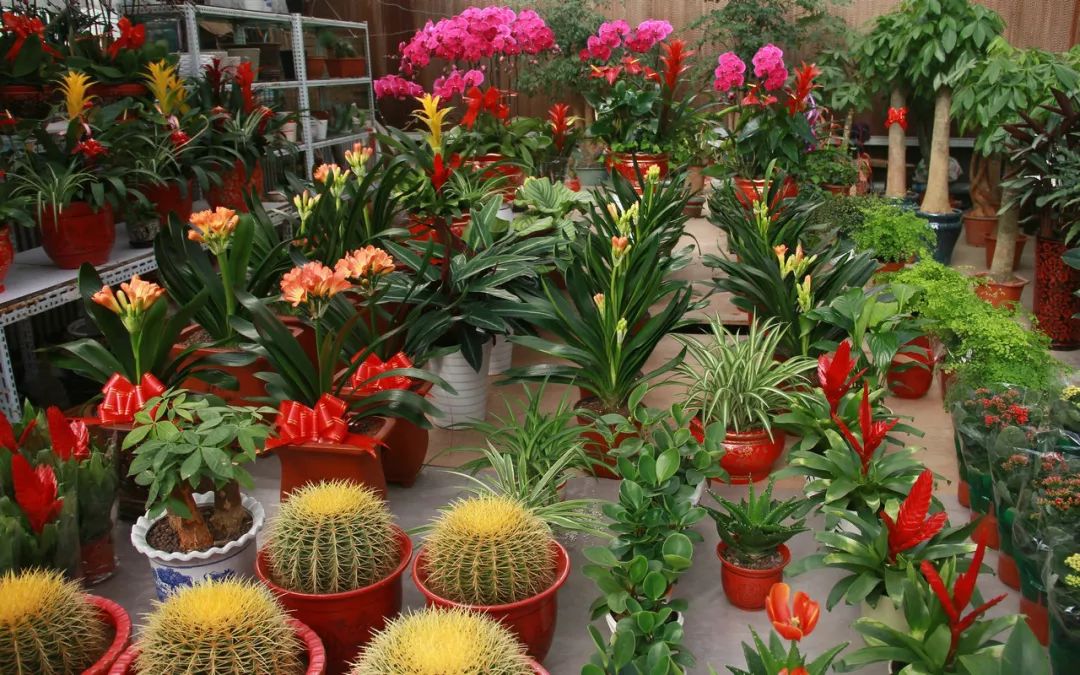 洛阳年货大集攻略,洛阳赶集市时间表