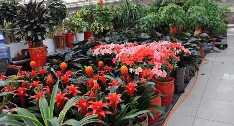 洛阳年货大集攻略,洛阳赶集市时间表