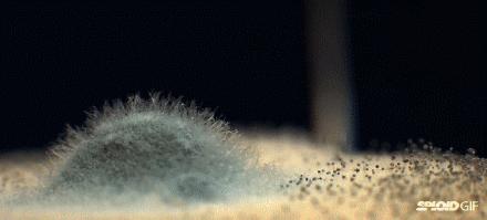 回南天霉菌感染,回南天霉菌怎么消