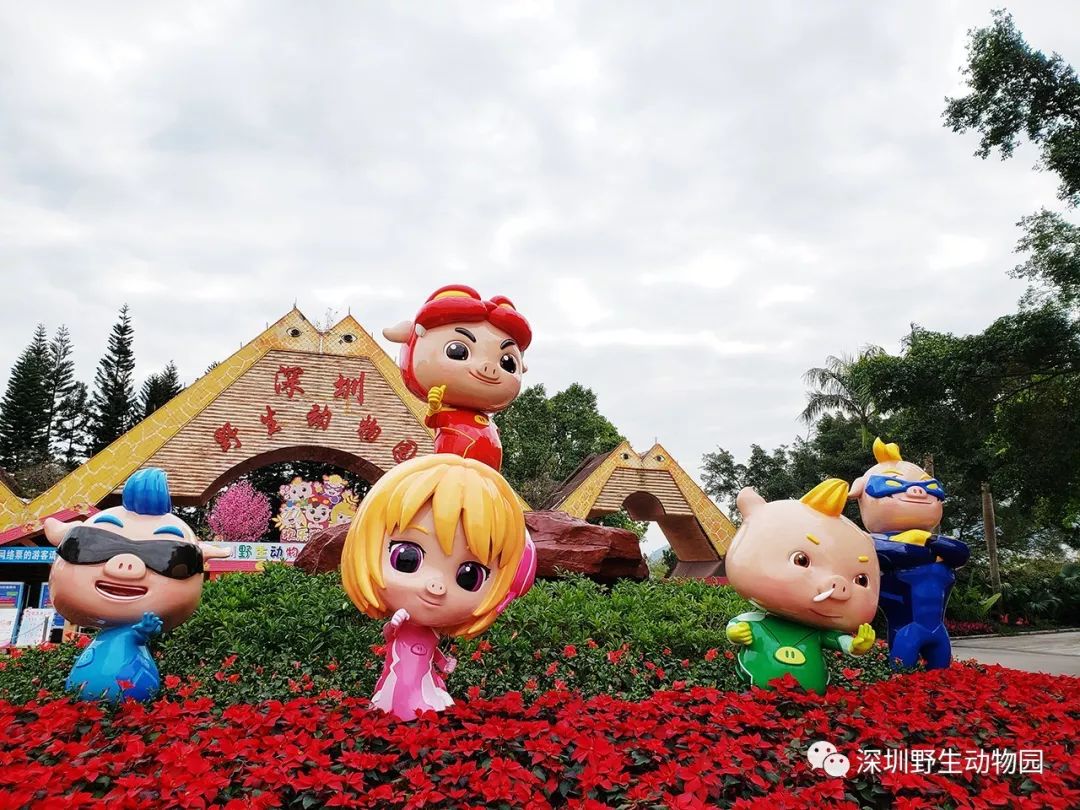 猪猪侠进入熊出没世界,猪猪侠限量金猪