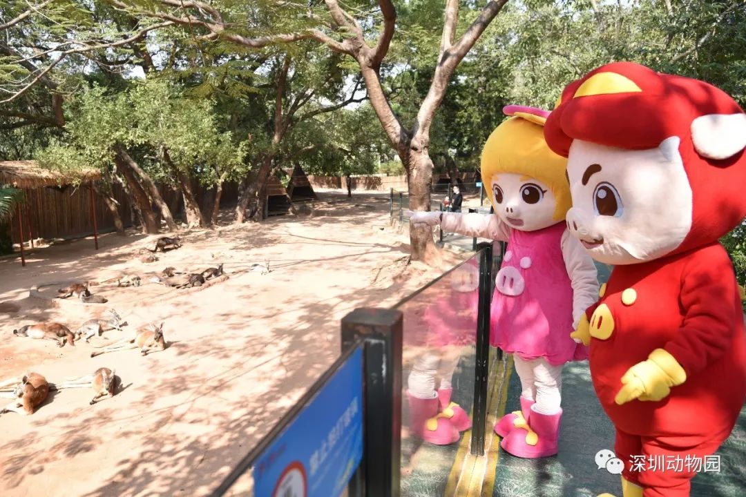 猪猪侠进入熊出没世界,猪猪侠限量金猪