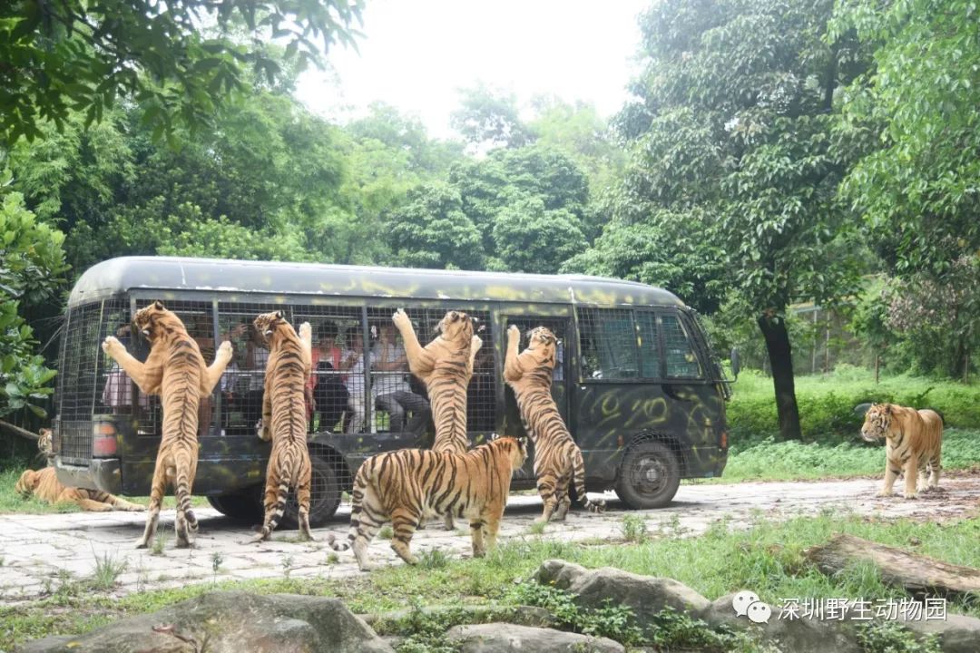 猪猪侠进入熊出没世界,猪猪侠限量金猪