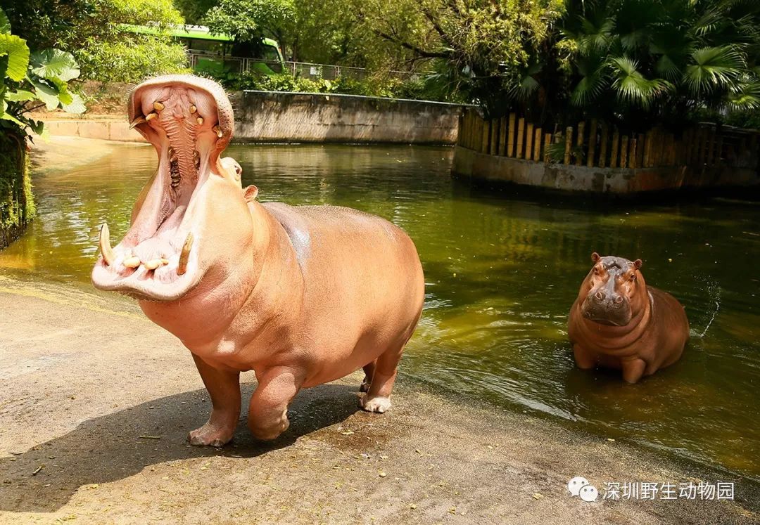 猪猪侠进入熊出没世界,猪猪侠限量金猪