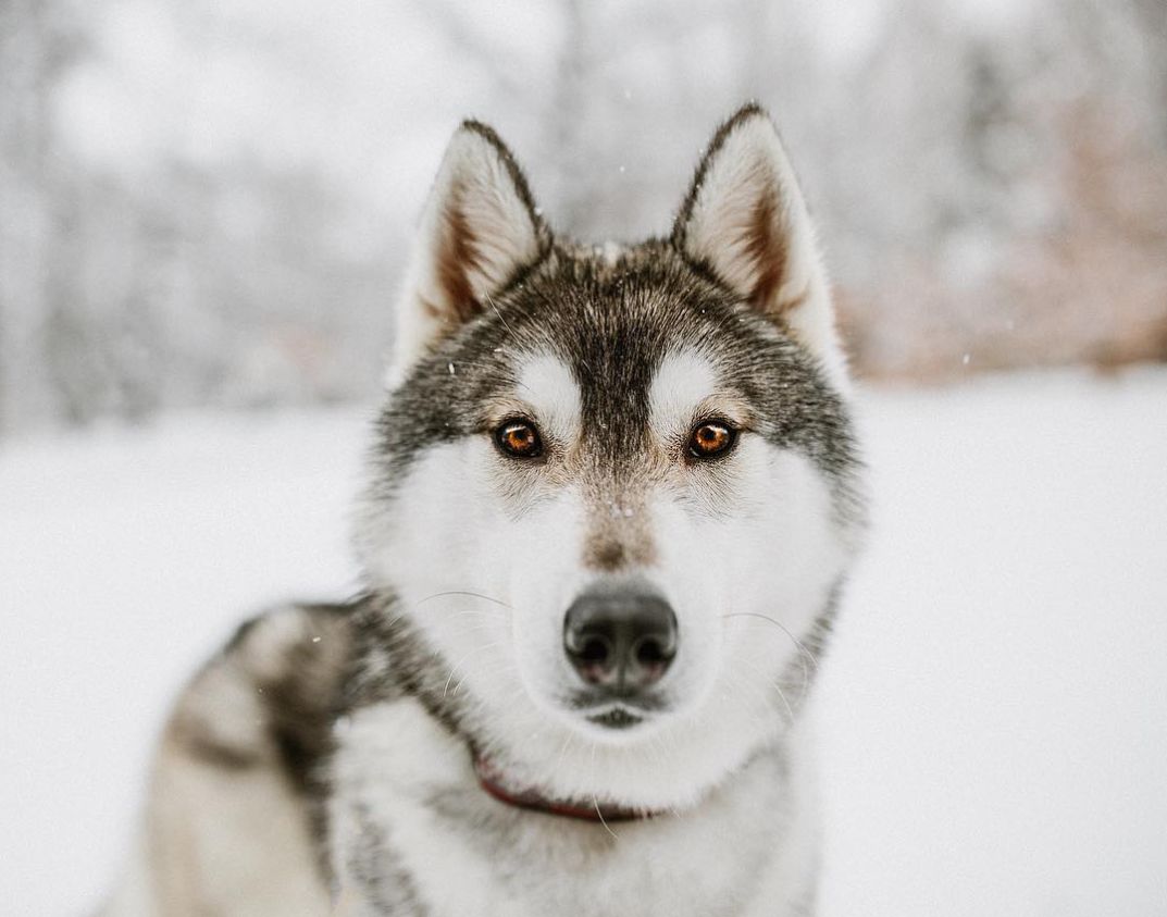 干眼症能导致失明吗,狗眼睛干眼症怎么治