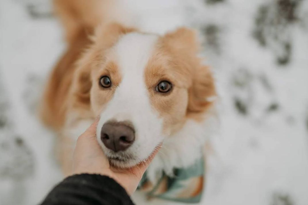 干眼症能导致失明吗,狗眼睛干眼症怎么治