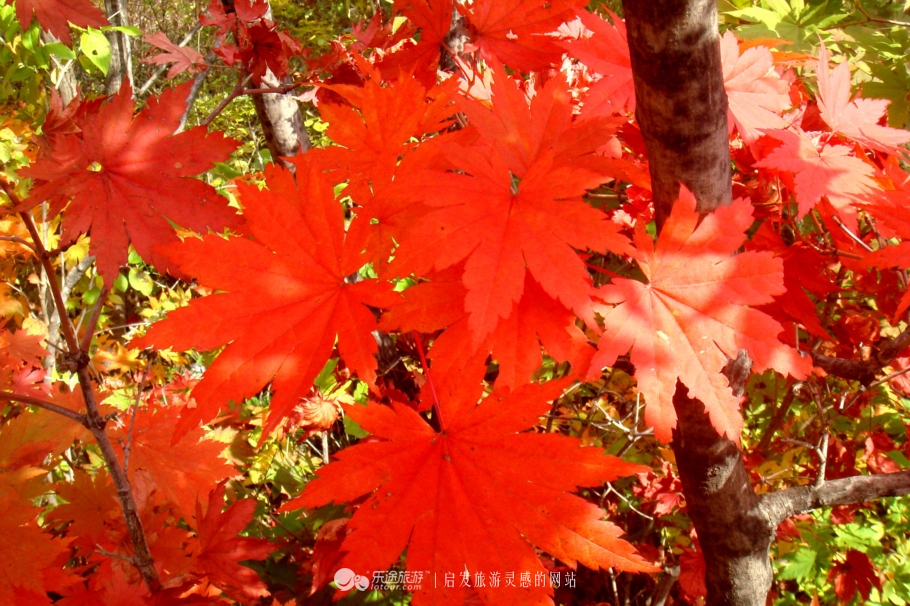 本溪市有名的画家,本溪桓仁画家村