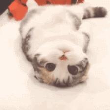 比星巴克猫爪杯还好看的杯子,颜值超高的猫爪杯