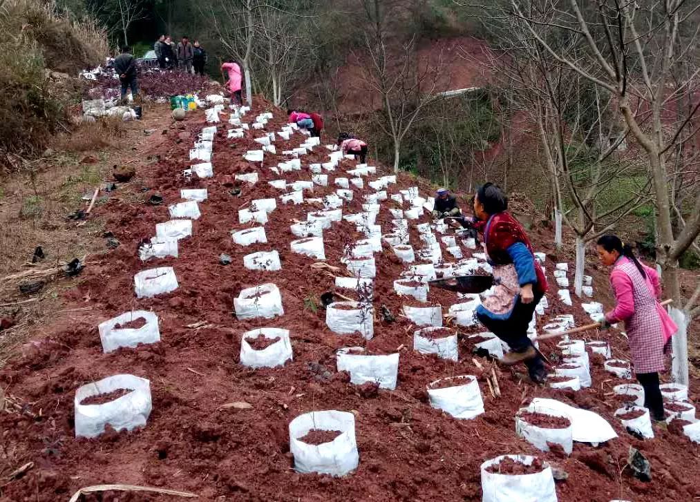 中山大型花卉绿植种植基地,中山绿化苗木工程