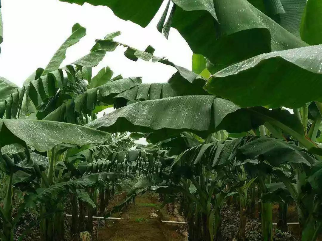 柑橘果树后期管理措施,香蕉冻害