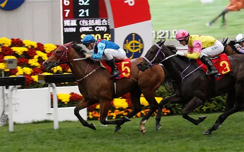 港女有话说｜赛马、舞狮、逛年宵市场……春节假期到香港玩点啥？