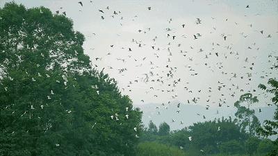 来吧！侧田、黄凯芹邀你到鼎湖一起过大年！