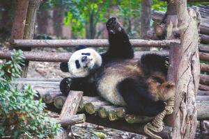 看熊猫吃火锅逛夜市,看熊猫吃萝卜