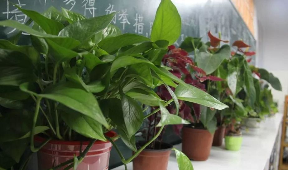 拱墅区小学排名一览表,杭州拱墅区学校排行榜高中