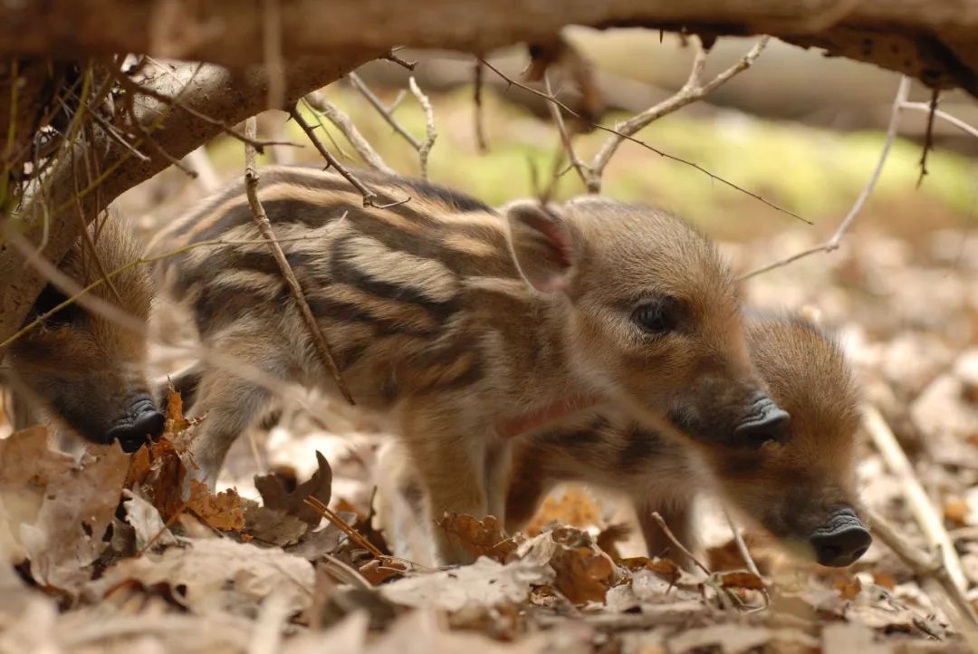 猪八戒个性化解读,猪八戒不同角度解读