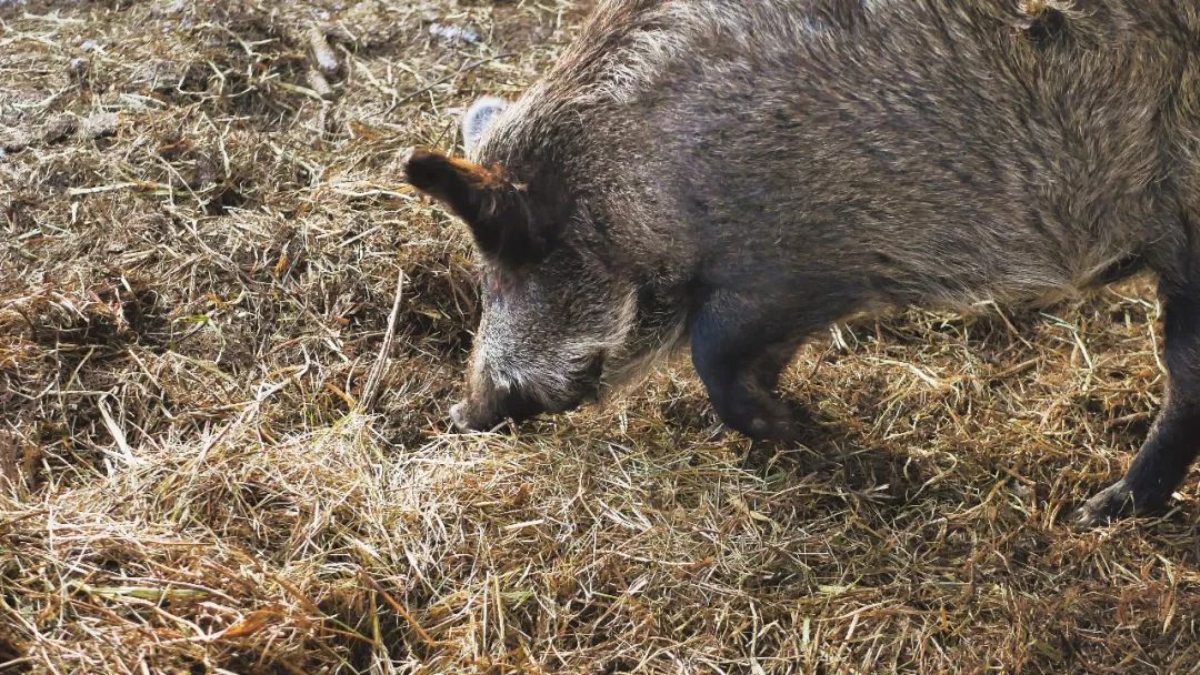 猪八戒个性化解读,猪八戒不同角度解读