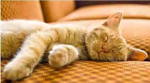 每逢佳节胖三斤从今天起开始减肥,每逢佳节胖三斤快开始恢复训练吧