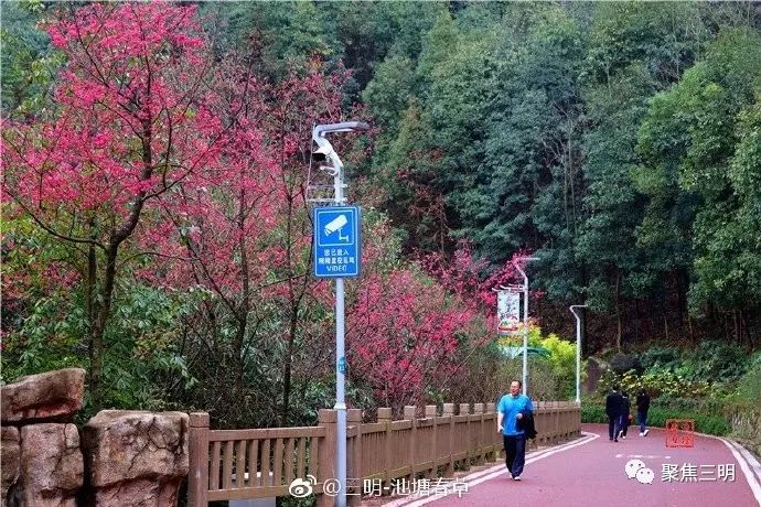 福建三明看樱花的地方,三明樱花在哪里
