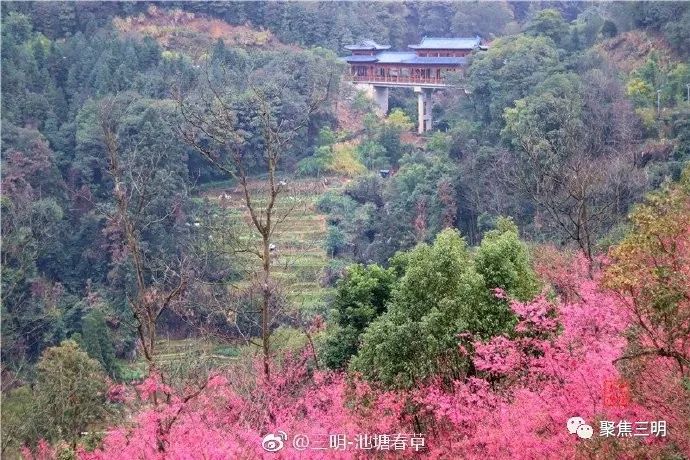 福建三明看樱花的地方,三明樱花在哪里