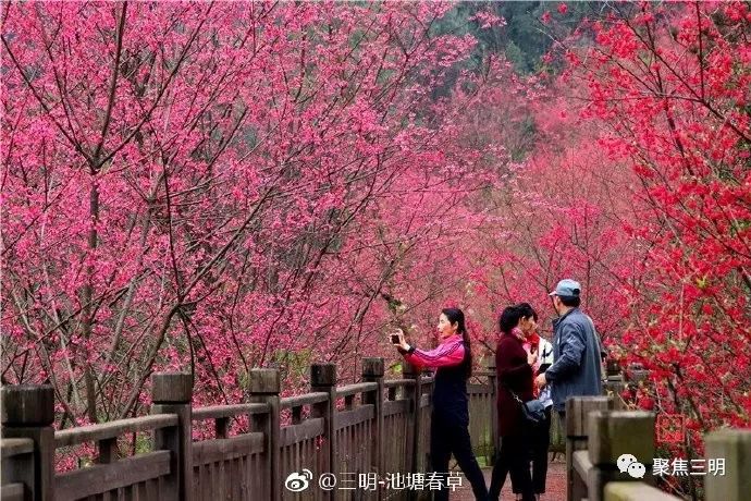 福建三明看樱花的地方,三明樱花在哪里