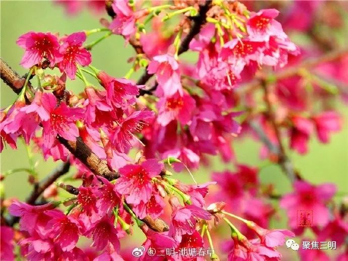 福建三明看樱花的地方,三明樱花在哪里