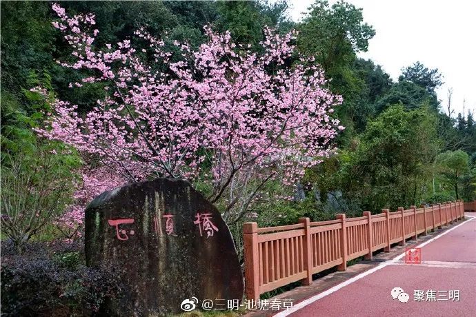 福建三明看樱花的地方,三明樱花在哪里
