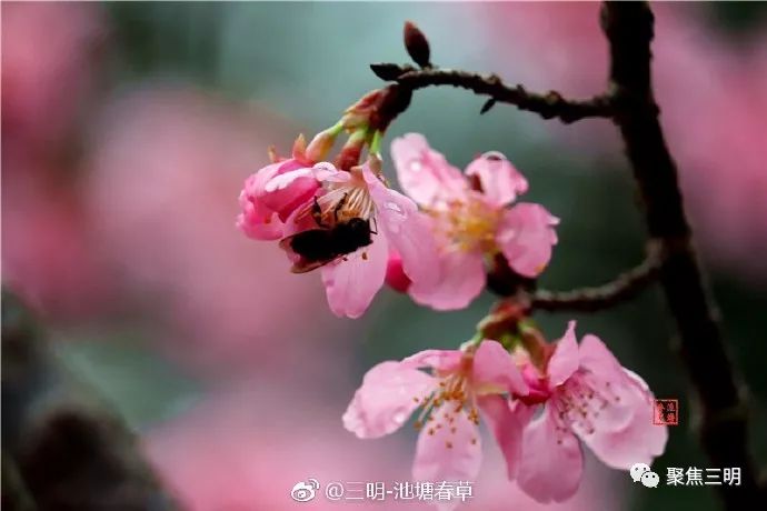 福建三明看樱花的地方,三明樱花在哪里