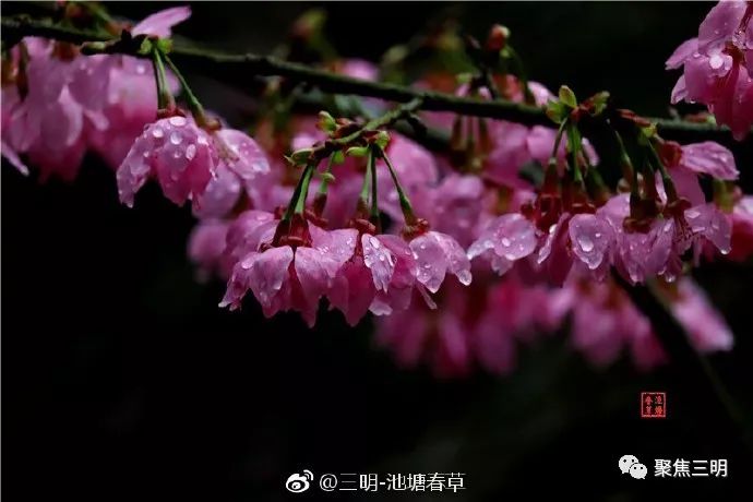 福建三明看樱花的地方,三明樱花在哪里