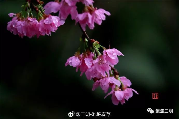 福建三明看樱花的地方,三明樱花在哪里