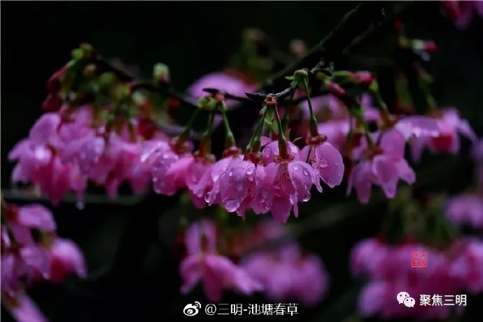 福建三明看樱花的地方,三明樱花在哪里