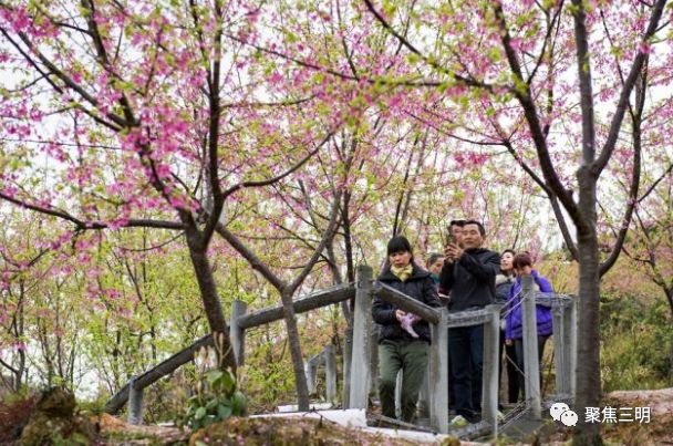 福建三明看樱花的地方,三明樱花在哪里
