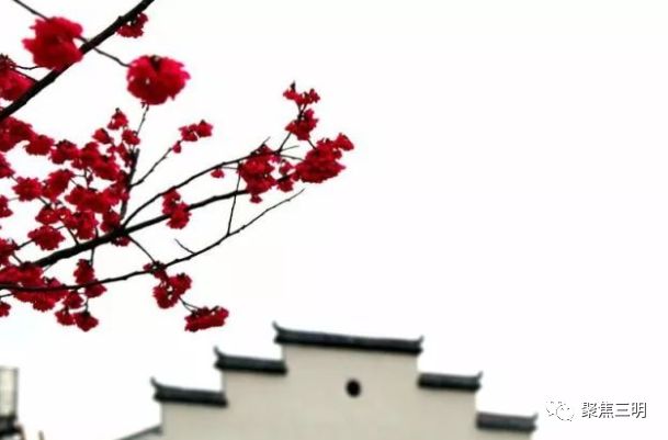 福建三明看樱花的地方,三明樱花在哪里