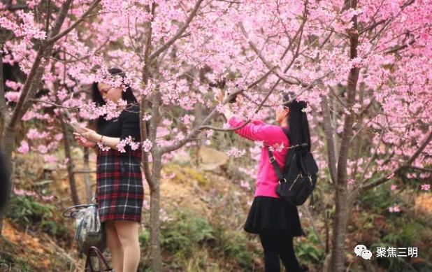 福建三明看樱花的地方,三明樱花在哪里