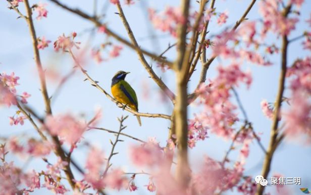福建三明看樱花的地方,三明樱花在哪里