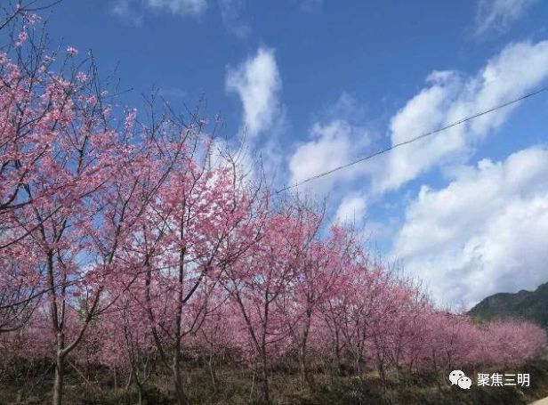 福建三明看樱花的地方,三明樱花在哪里