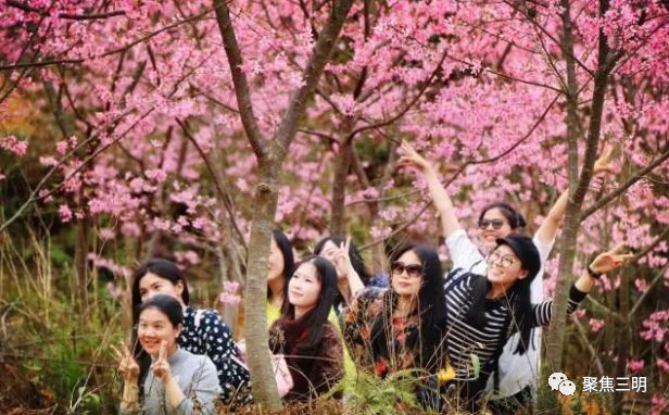 福建三明看樱花的地方,三明樱花在哪里