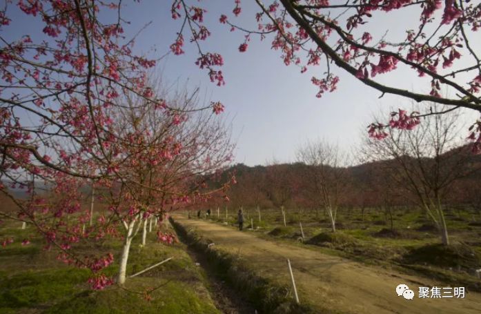 福建三明看樱花的地方,三明樱花在哪里