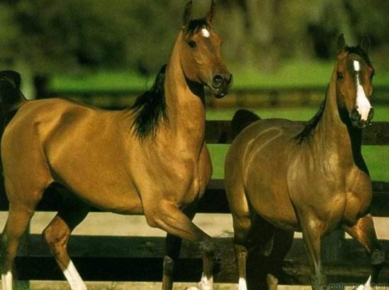 赛马前腿瘸了什么原因,赛马腿瘸了