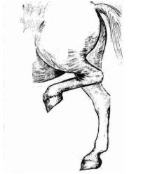 赛马前腿瘸了什么原因,赛马腿瘸了