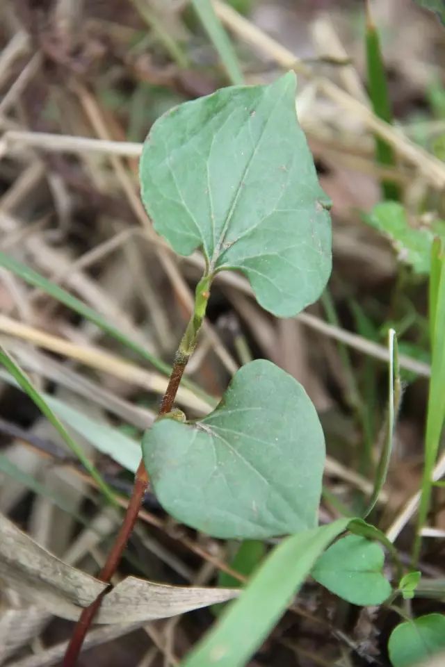 美食｜贵阳不光是辣味的，还有一种味道叫折耳根！