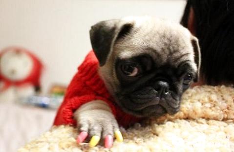 如何给狗狗剪指甲不剪到血线,狗怎么剪指甲才不会剪到血线